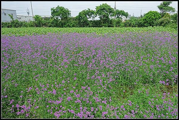 20240.4.27 桃園觀音 ‧ 青林農場 紫色馬鞭草 &amp;