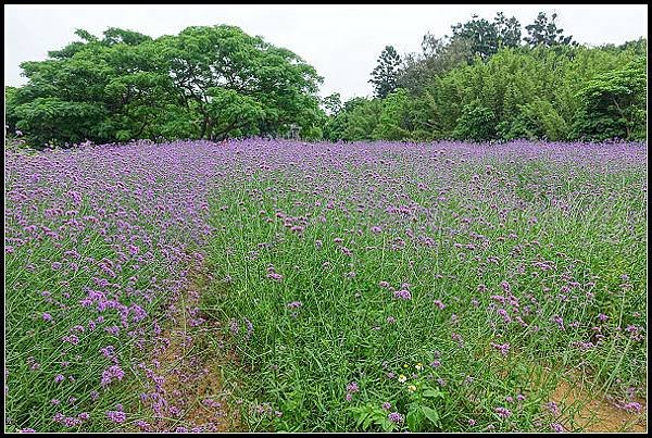 20240.4.27 桃園觀音 ‧ 青林農場 紫色馬鞭草 &amp;