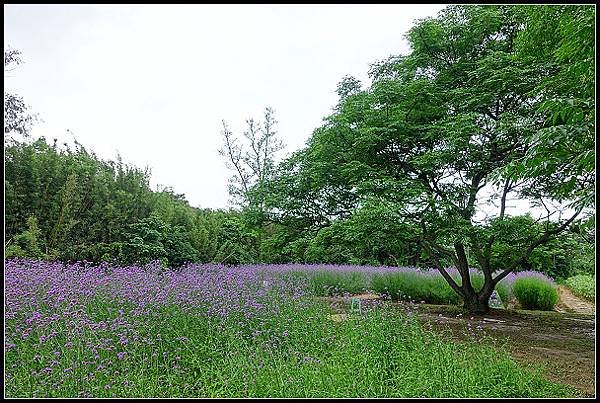 20240.4.27 桃園觀音 ‧ 青林農場 紫色馬鞭草 &amp;