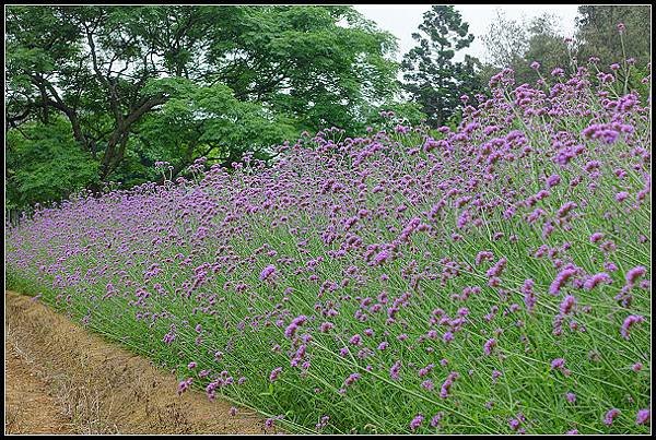 20240.4.27 桃園觀音 ‧ 青林農場 紫色馬鞭草 &amp;