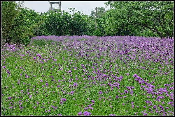 20240.4.27 桃園觀音 ‧ 青林農場 紫色馬鞭草 &amp;