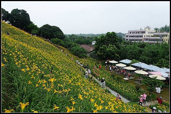 2024.05.11 彰化花壇虎山巖 ‧ 金針花