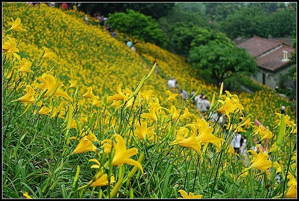 2024.05.11 彰化花壇虎山巖 ‧ 金針花