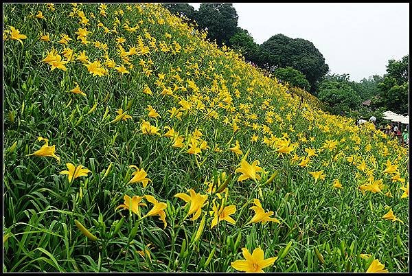 2024.05.11 彰化花壇虎山巖 ‧ 金針花