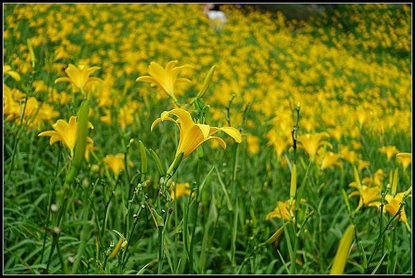 2024.05.11 彰化花壇虎山巖 ‧ 金針花