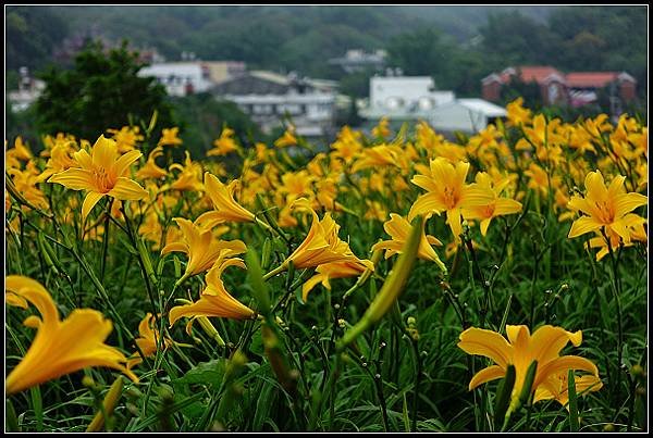 2024.05.11 彰化花壇虎山巖 ‧ 金針花