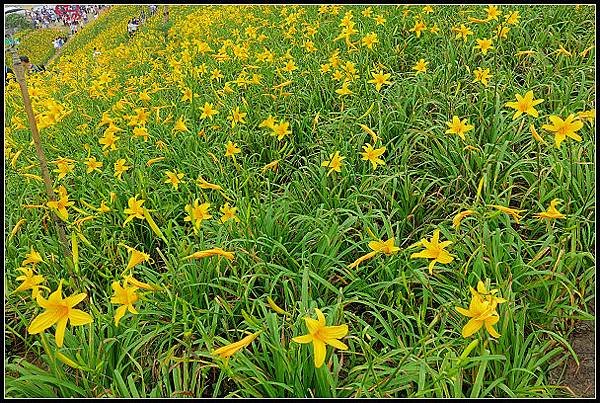 2024.05.11 彰化花壇虎山巖 ‧ 金針花