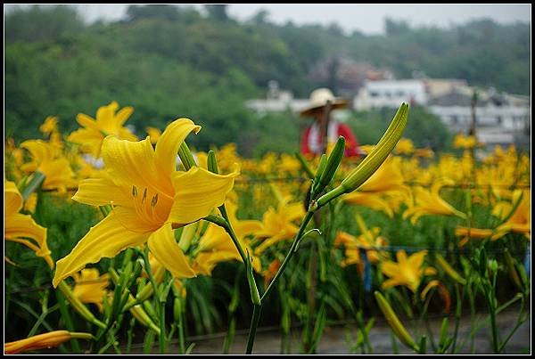 2024.05.11 彰化花壇虎山巖 ‧ 金針花