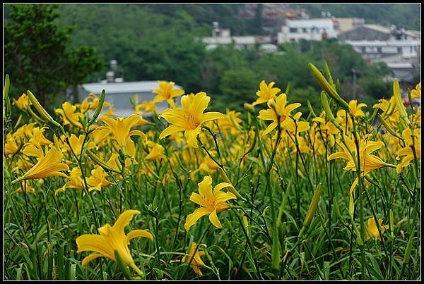 2024.05.11 彰化花壇虎山巖 ‧ 金針花