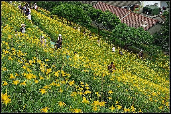 2024.05.11 彰化花壇虎山巖 ‧ 金針花