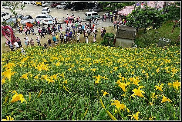 2024.05.11 彰化花壇虎山巖 ‧ 金針花