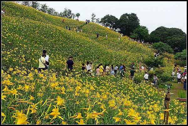 2024.05.11 彰化花壇虎山巖 ‧ 金針花