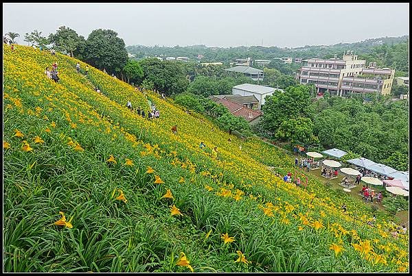 2024.05.11 彰化花壇虎山巖 ‧ 金針花