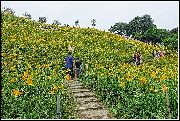 2024.05.11 彰化花壇虎山巖 ‧ 金針花