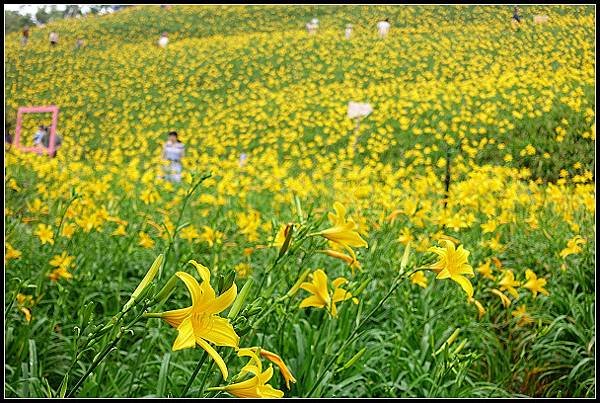 2024.05.11 彰化花壇虎山巖 ‧ 金針花