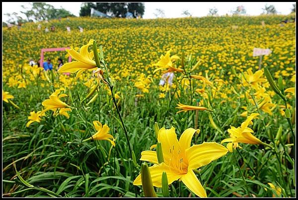 2024.05.11 彰化花壇虎山巖 ‧ 金針花