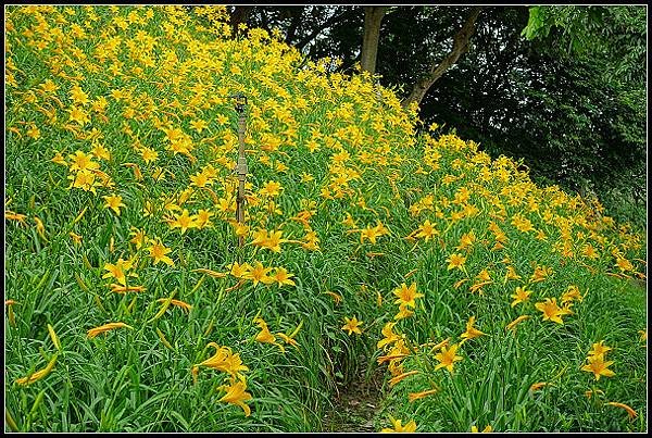 2024.05.11 彰化花壇虎山巖 ‧ 金針花