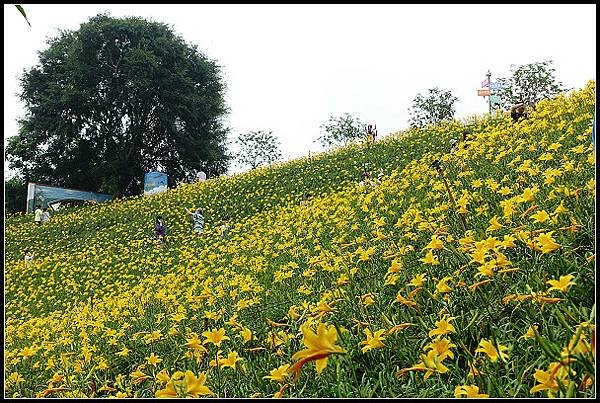 2024.05.11 彰化花壇虎山巖 ‧ 金針花