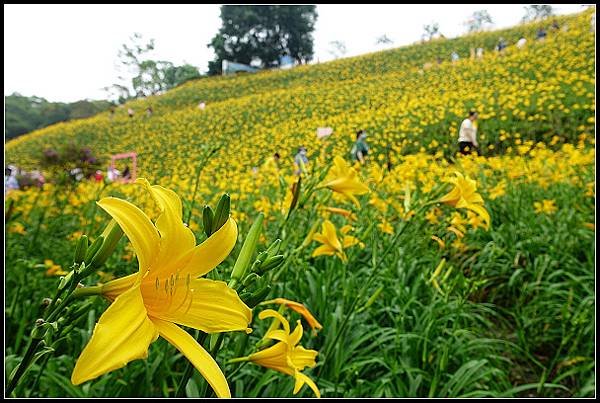 2024.05.11 彰化花壇虎山巖 ‧ 金針花