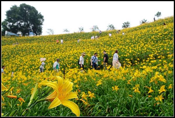 2024.05.11 彰化花壇虎山巖 ‧ 金針花