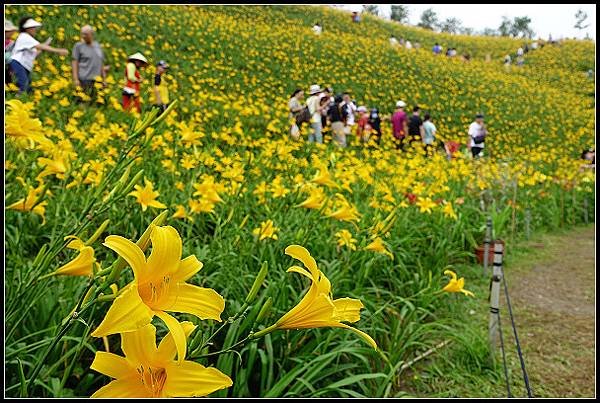 2024.05.11 彰化花壇虎山巖 ‧ 金針花