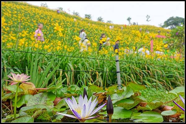 2024.05.11 彰化花壇虎山巖 ‧ 金針花