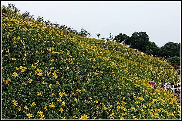 2024.05.11 彰化花壇虎山巖 ‧ 金針花