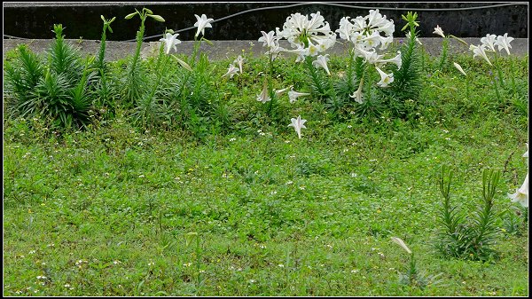 2022.05.07 瑞芳 ‧ 鼻頭角濱海步道