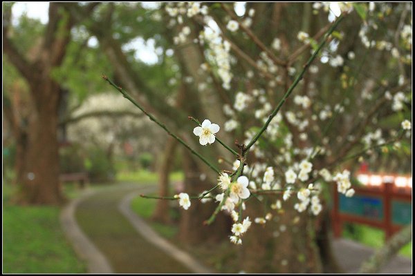 2021.12.28 桃園復興鄉角板山 ‧ 梅花