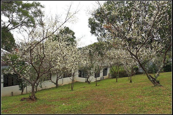 2021.12.28 桃園復興鄉角板山 ‧ 梅花