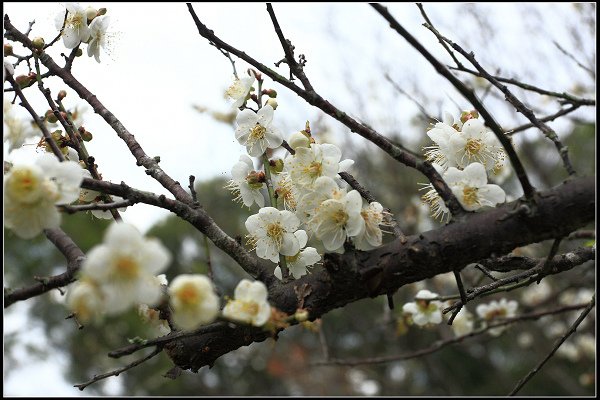 2021.12.28 桃園復興鄉角板山 ‧ 梅花