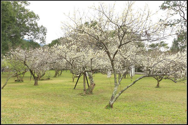 2021.12.28 桃園復興鄉角板山 ‧ 梅花