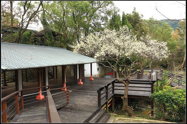 2021.12.28 桃園復興鄉角板山 ‧ 梅花