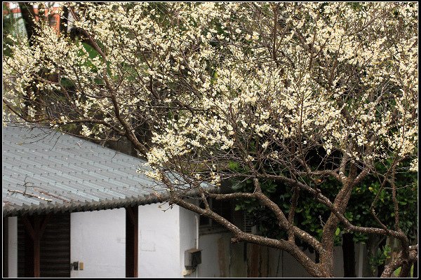 2021.12.28 桃園復興鄉角板山 ‧ 梅花