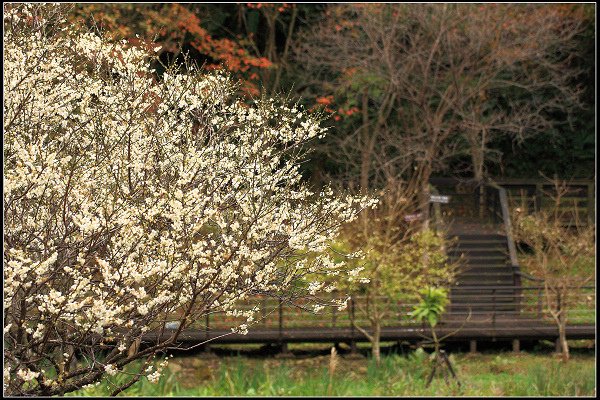 2021.12.28 桃園復興鄉角板山 ‧ 梅花