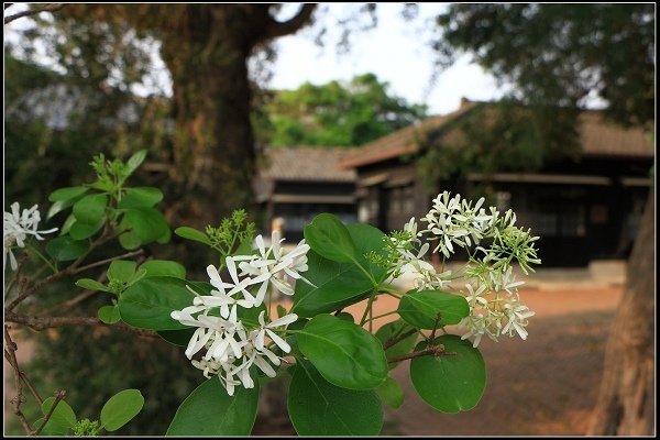 2021.04.03 苗栗苑裡 ‧ 山腳國小日治宿舍群