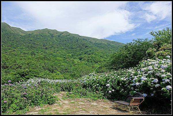 2024.05.18 台北陽明山 ‧ 竹子湖 ‧ 花與樹繡球