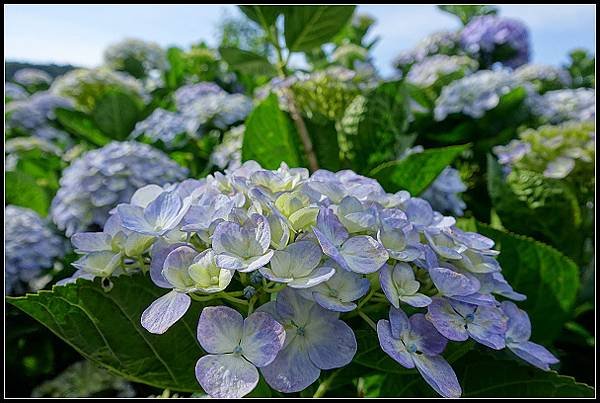 2024.05.18 台北陽明山 ‧ 竹子湖 ‧ 花與樹繡球