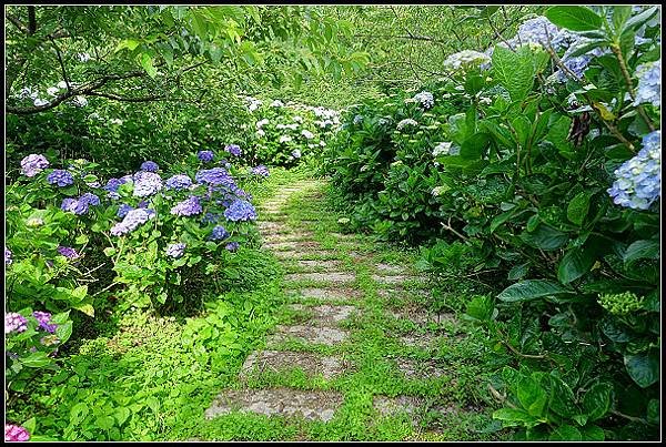 2024.05.18 台北陽明山 ‧ 竹子湖 ‧ 花與樹繡球