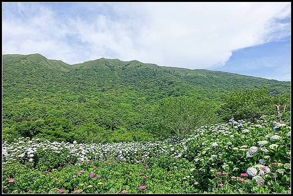 2024.05.18 台北陽明山 ‧ 竹子湖 ‧ 花與樹繡球