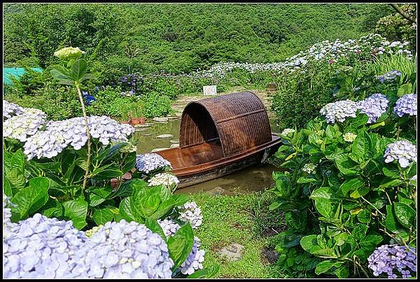 2024.05.18 台北陽明山 ‧ 竹子湖 ‧ 花與樹繡球