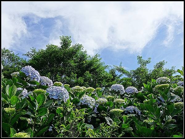 2024.05.18 台北陽明山 ‧ 竹子湖 ‧ 花與樹繡球