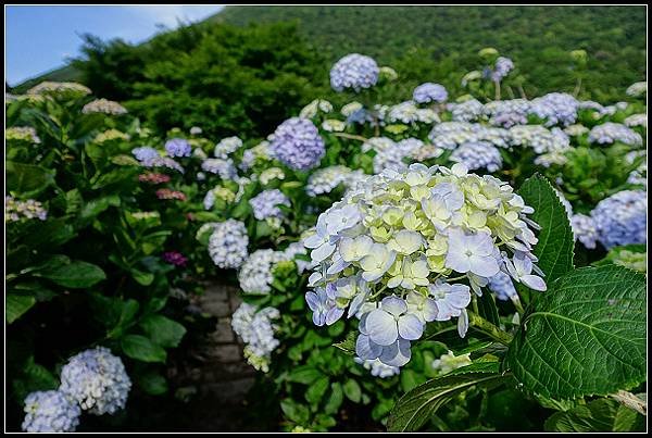 2024.05.18 台北陽明山 ‧ 竹子湖 ‧ 花與樹繡球