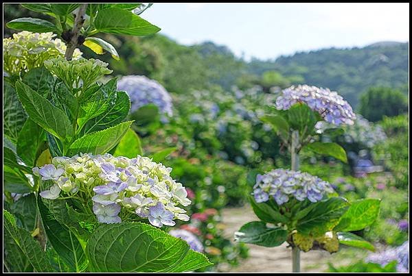 2024.05.18 台北陽明山 ‧ 竹子湖 ‧ 花與樹繡球