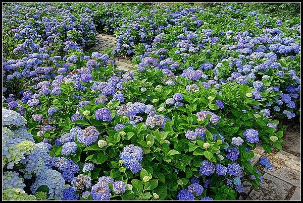 2024.05.18 台北陽明山 ‧ 竹子湖 ‧ 花與樹繡球