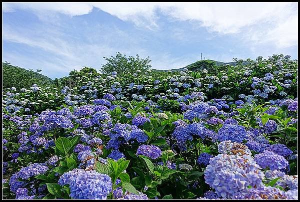 2024.05.18 台北陽明山 ‧ 竹子湖 ‧ 花與樹繡球