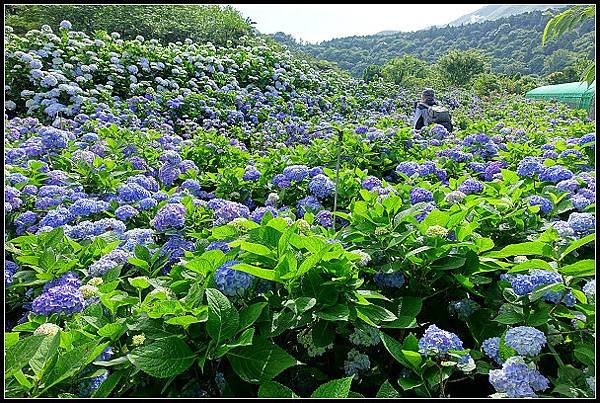 2024.05.18 台北陽明山 ‧ 竹子湖 ‧ 花與樹繡球