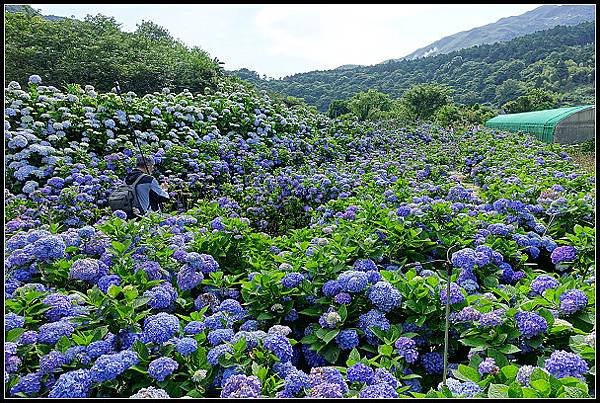 2024.05.18 台北陽明山 ‧ 竹子湖 ‧ 花與樹繡球