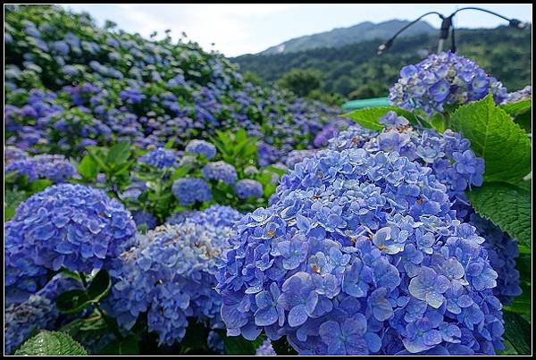 2024.05.18 台北陽明山 ‧ 竹子湖 ‧ 花與樹繡球