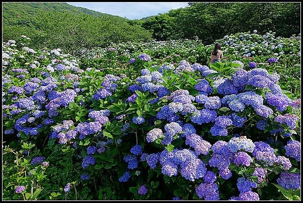 2024.05.18 台北陽明山 ‧ 竹子湖 ‧ 花與樹繡球